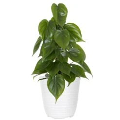 Live Heartleaf Philodendron Cordatum Houseplant On Totem Pole In 6 In. White Decor Pot