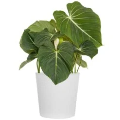Live Philodendron Gloriosum Exotic Houseplant In 10 In. White Decor Pot