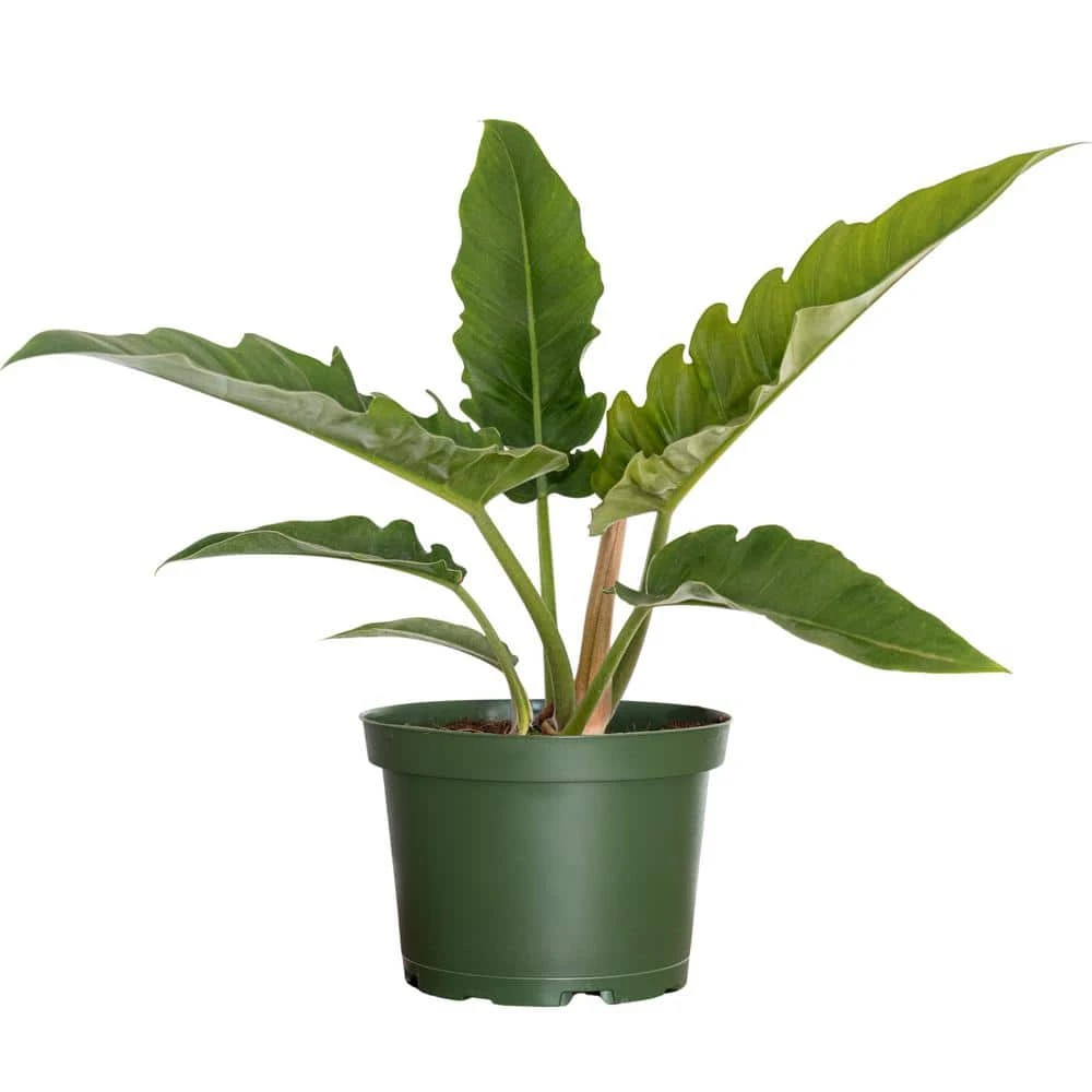 Live Philodendron Narrow Jungle Boogie Houseplant In 6 In. Grower Pot 1 Live Philodendron Narrow Jungle Boogie Houseplant In 6 In. Grower Pot