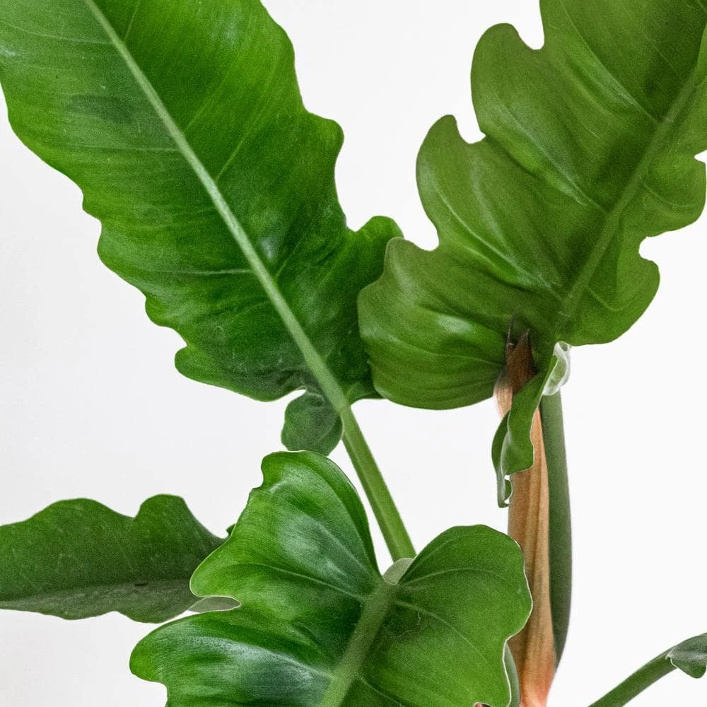 Live Philodendron Narrow Jungle Boogie Houseplant In 6 In. Grower Pot 2 Live Philodendron Narrow Jungle Boogie Houseplant In 6 In. Grower Pot - Image 2