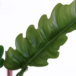 Live Philodendron Narrow "Jungle Boogie" Houseplant In 6 Inch White Décor Pot 5 Live Philodendron Narrow "Jungle Boogie" Houseplant In 6 Inch White Décor Pot -Urban Garden Store united nursery house plants phlnrw6hw 4f 1000