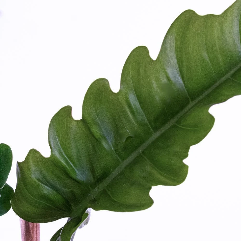 Live Philodendron Narrow "Jungle Boogie" Houseplant In 6 Inch White Décor Pot 3 Live Philodendron Narrow "Jungle Boogie" Houseplant In 6 Inch White Décor Pot - Image 3