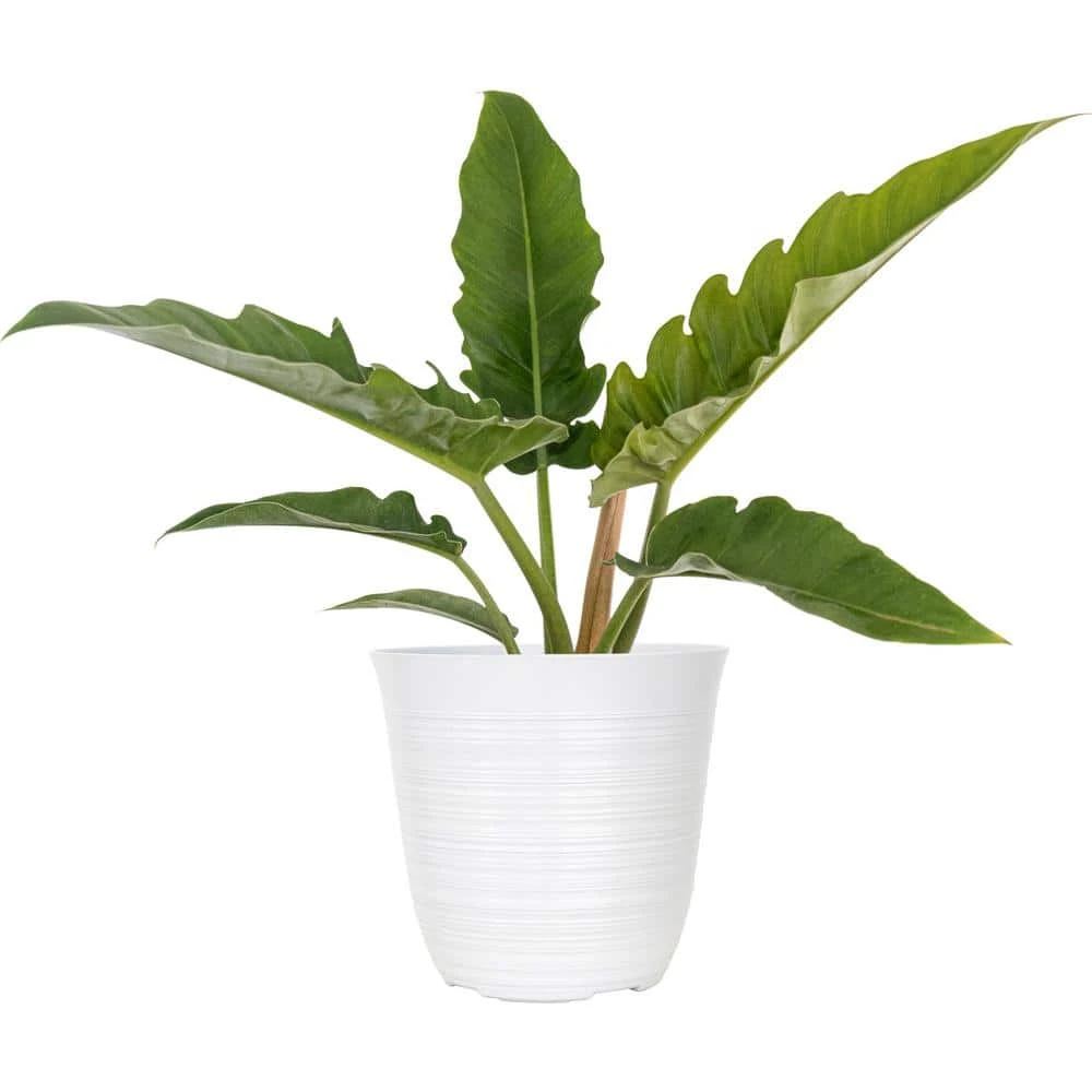 Live Philodendron Narrow "Jungle Boogie" Houseplant In 6 Inch White Décor Pot 1 Live Philodendron Narrow "Jungle Boogie" Houseplant In 6 Inch White Décor Pot