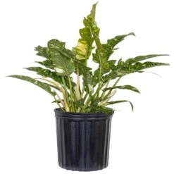 Live Ring Of Fire Philodendron Exotic Variegated Houseplant In 10 Inch Grower Pot