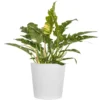 Live Ring Of Fire Philodendron Exotic Variegated Houseplant In 10 In. White Decor Pot