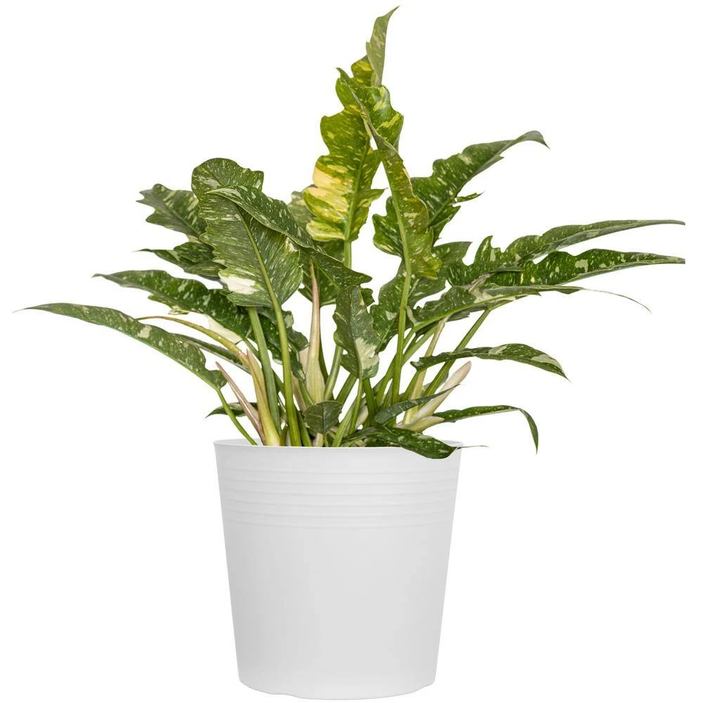Live Ring Of Fire Philodendron Exotic Variegated Houseplant In 10 In. White Decor Pot 1 Live Ring Of Fire Philodendron Exotic Variegated Houseplant In 10 In. White Decor Pot