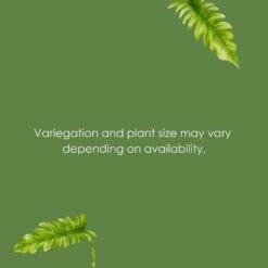 Live Ring Of Fire Philodendron Exotic Variegated Houseplant In 6 In. Grower Pot -Urban Garden Store united nursery house plants phlrof6gp 1f 1000