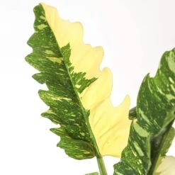 Live Ring Of Fire Philodendron Exotic Variegated Houseplant In 6 In. Grower Pot -Urban Garden Store united nursery house plants phlrof6gp 4f 1000