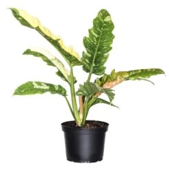 Live Ring Of Fire Philodendron Exotic Variegated Houseplant In 6 In. Grower Pot