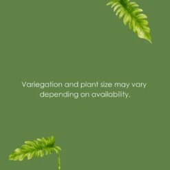 Live Ring Of Fire Philodendron Exotic Variegated Houseplant In 6 In. White Decor Pot -Urban Garden Store united nursery house plants phlrof6hw 1f 1000