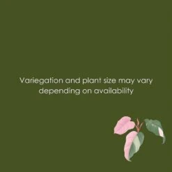 Live Pink Princess Exotic Tropical Philodendron Erubescens Houseplant In 6 In. Grower Pot -Urban Garden Store united nursery house plants pnkprn6gp 4f 1000