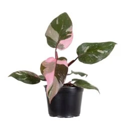Live Pink Princess Exotic Tropical Philodendron Erubescens Houseplant In 6 In. Grower Pot