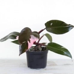 Live Pink Princess Philodendron Erubescens Plant In 6 In. White Decor Pot -Urban Garden Store united nursery house plants pnkprn6hw 1f 1000