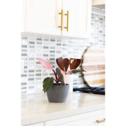 Live Pink Princess Philodendron Erubescens Plant In 6 In. White Decor Pot -Urban Garden Store united nursery house plants pnkprn6hw 31 1000