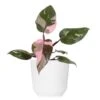 Live Pink Princess Philodendron Erubescens Plant In 6 In. White Decor Pot