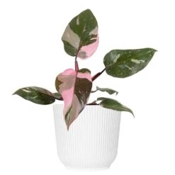 Live Pink Princess Philodendron Erubescens Plant In 6 In. White Decor Pot