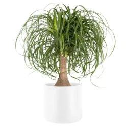 Ponytail Palm Beaucarnea Recurvata Live Houseplant In 10 In. Premium White Fiberglass Pot