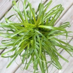 Ponytail Palm Bonsai Plant Live Elephants Foot In 6 Inch Premium Sustainable Ecopots Dark Grey Pot -Urban Garden Store united nursery house plants ppalm6shdg 4f 1000