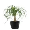 Ponytail Palm Bonsai Plant Live Elephants Foot In 6 Inch Premium Sustainable Ecopots Dark Grey Pot