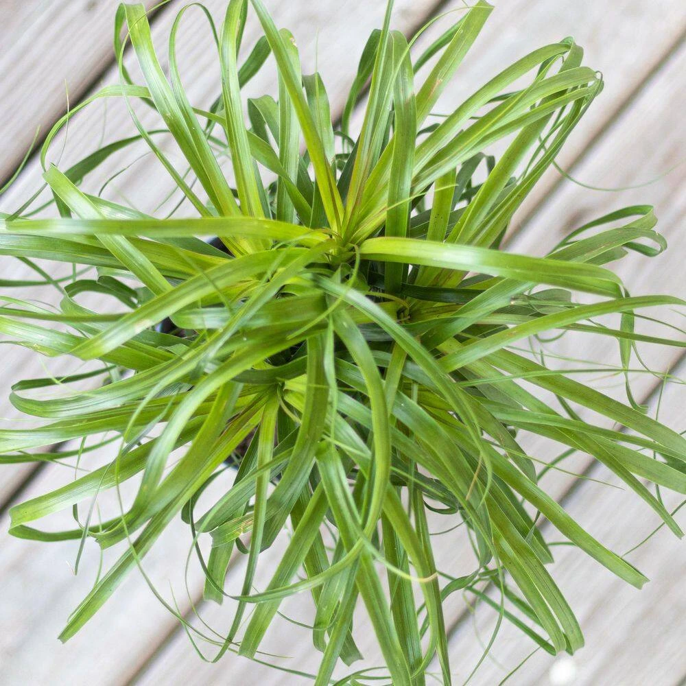 Ponytail Palm Bonsai Plant Live Elephants Foot In 6 Inch Premium Sustainable Ecopots Grey Pot 3 Ponytail Palm Bonsai Plant Live Elephants Foot In 6 Inch Premium Sustainable Ecopots Grey Pot - Image 3