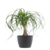 Ponytail Palm Bonsai Plant Live Elephants Foot In 6 Inch Premium Sustainable Ecopots Grey Pot