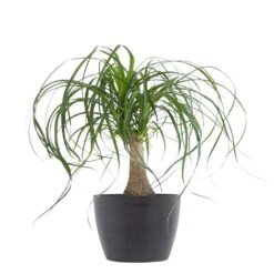 Ponytail Palm Bonsai Plant Live Elephants Foot In 6 Inch Premium Sustainable Ecopots Grey Pot