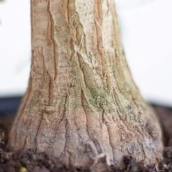 Ponytail Palm Live Bonsai Elephants Foot In 6 Inch Premium Sustainable Ecopots Pure White Pot -Urban Garden Store united nursery house plants ppalm6shpw 1f 1000