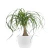 Ponytail Palm Live Bonsai Elephants Foot In 6 Inch Premium Sustainable Ecopots Pure White Pot