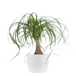 Ponytail Palm Live Bonsai Elephants Foot In 6 Inch Premium Sustainable Ecopots Pure White Pot