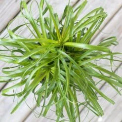 Ponytail Palm Bonsai Live Elephants Foot In 6 Inch Premium Ecopots Terracotta Pot With Removeable Drainage Plug -Urban Garden Store united nursery house plants ppalm6shtrc 4f 1000