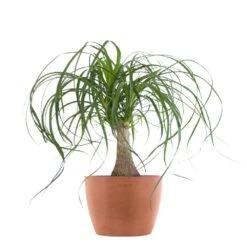 Ponytail Palm Bonsai Live Elephants Foot In 6 Inch Premium Ecopots Terracotta Pot With Removeable Drainage Plug