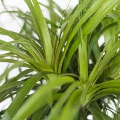 Ponytail Palm Bonsai Elephants Foot Live Plant In 6 Inch Premium Sustainable Ecopots White Grey Pot -Urban Garden Store united nursery house plants ppalm6shwg 4f 1000