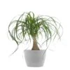 Ponytail Palm Bonsai Elephants Foot Live Plant In 6 Inch Premium Sustainable Ecopots White Grey Pot