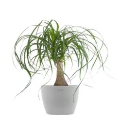 Ponytail Palm Bonsai Elephants Foot Live Plant In 6 Inch Premium Sustainable Ecopots White Grey Pot