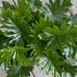 Philodendron Shangri La Live Indoor Outdoor Plant In 10 Inch Premium Sustainable Ecopots Grey Pot 6 Philodendron Shangri La Live Indoor Outdoor Plant In 10 Inch Premium Sustainable Ecopots Grey Pot -Urban Garden Store united nursery house plants pselloum10gray 4f 1000