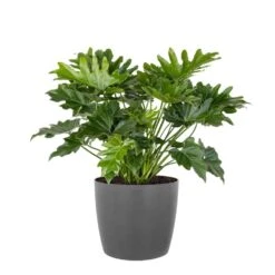 Philodendron Shangri La Live Indoor Outdoor Plant In 10 Inch Premium Sustainable Ecopots Grey Pot