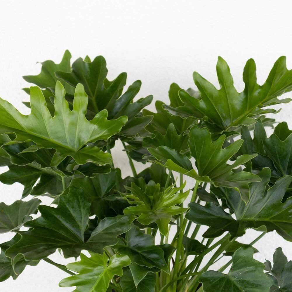 Philodendron Shangri La Live Indoor Outdoor Plant In 10 Inch Premium Sustainable Ecopots Grey Pot 2 Philodendron Shangri La Live Indoor Outdoor Plant In 10 Inch Premium Sustainable Ecopots Grey Pot - Image 2