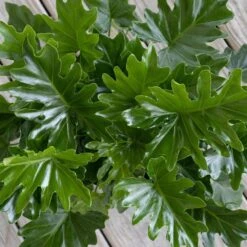 Philodendron Shangri La Live Indoor Outdoor Plant In 10 Inch Premium Sustainable Ecopots Pure White Pot -Urban Garden Store united nursery house plants pselloum10pw 4f 1000