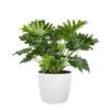 Philodendron Shangri La Live Indoor Outdoor Plant In 10 Inch Premium Sustainable Ecopots Pure White Pot