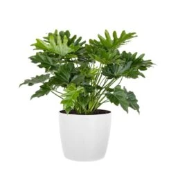 Philodendron Shangri La Live Indoor Outdoor Plant In 10 Inch Premium Sustainable Ecopots Pure White Pot