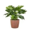 Philodendron Shangri La Live Indoor Outdoor Plant In 10 Inch Premium Sustainable Ecopots Terracotta Pot