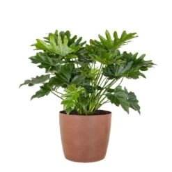 Philodendron Shangri La Live Indoor Outdoor Plant In 10 Inch Premium Sustainable Ecopots Terracotta Pot