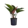Red Congo Live Philodendron Tatei Indoor Plant In 9.25 Inch Grower Pot