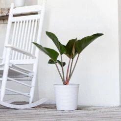 Red Congo Live Philodendron Tatei Indoor Plant In 10 In. White Decor Pot -Urban Garden Store united nursery house plants redcongo10hw 31 1000