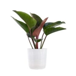Red Congo Live Philodendron Tatei Indoor Plant In 10 In. White Decor Pot