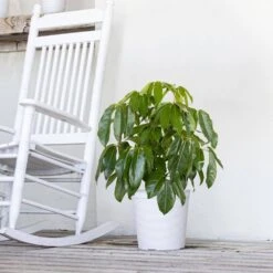 Umbrella Plant Schefflera Amate Live Indoor Outdoor Plant In 10 Inch Premium Sustainable Ecopots White Pot 10 Umbrella Plant Schefflera Amate Live Indoor Outdoor Plant In 10 Inch Premium Sustainable Ecopots White Pot -Urban Garden Store united nursery house plants samate10pw 1f 1000
