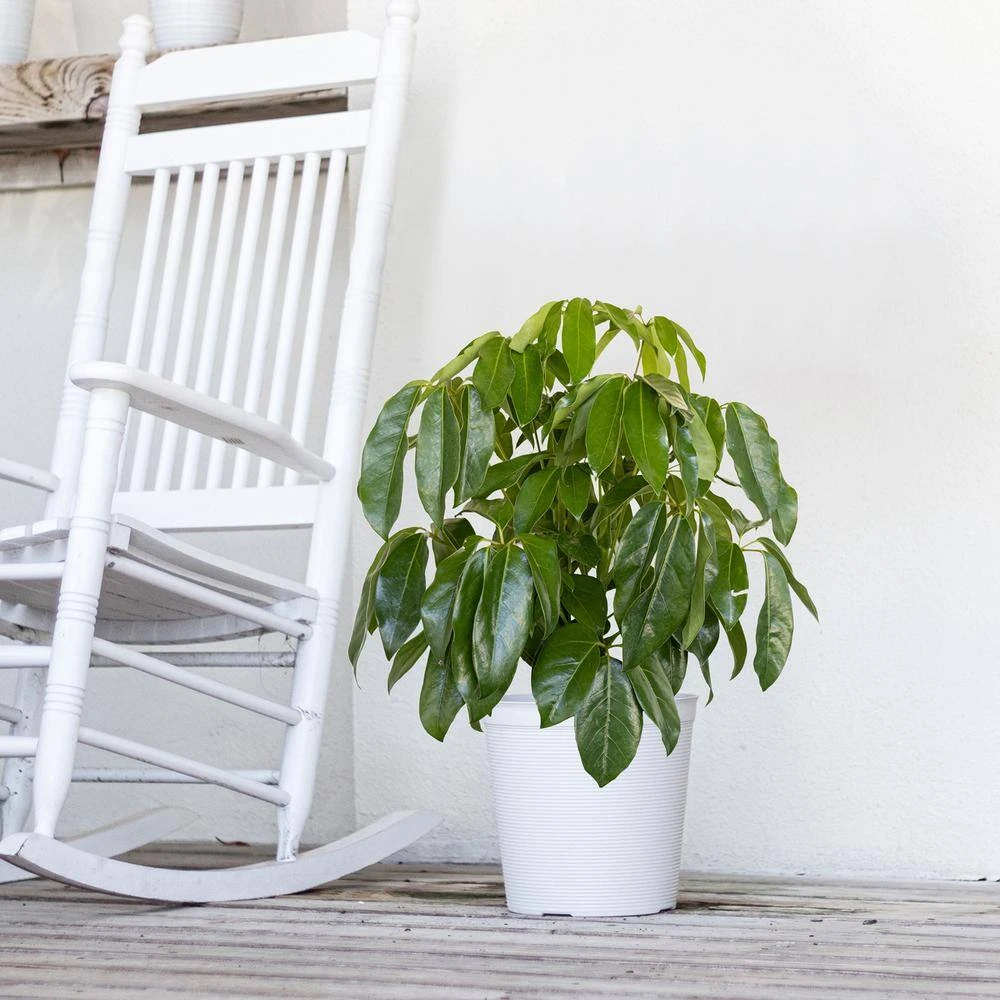 Umbrella Plant Schefflera Amate Live Indoor Outdoor Plant In 10 Inch Premium Sustainable Ecopots White Pot 4 Umbrella Plant Schefflera Amate Live Indoor Outdoor Plant In 10 Inch Premium Sustainable Ecopots White Pot - Image 4
