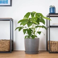 Umbrella Plant Schefflera Amate Live Indoor Outdoor Plant In 10 Inch Premium Sustainable Ecopots White Pot 9 Umbrella Plant Schefflera Amate Live Indoor Outdoor Plant In 10 Inch Premium Sustainable Ecopots White Pot -Urban Garden Store united nursery house plants samate10pw 4f 1000