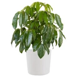 Umbrella Plant Schefflera Amate Live Indoor Outdoor Plant In 10 Inch Premium Sustainable Ecopots White Pot