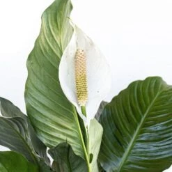 Peace Lily Plant Live Spathiphyllum Indoor Outdoor Plant In 10 In. Premium Ecopots Terracotta 8 Peace Lily Plant Live Spathiphyllum Indoor Outdoor Plant In 10 In. Premium Ecopots Terracotta -Urban Garden Store united nursery house plants spath10trc 1f 1000